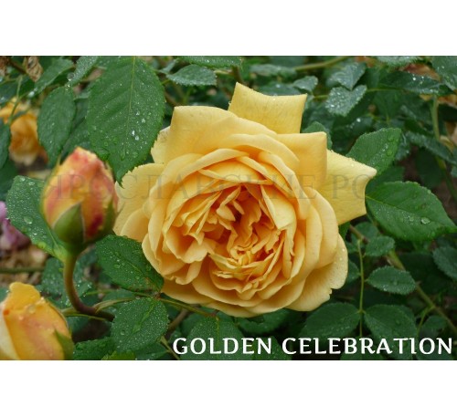 Роза Golden Celebration