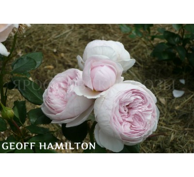 Роза Geoff Hamilton