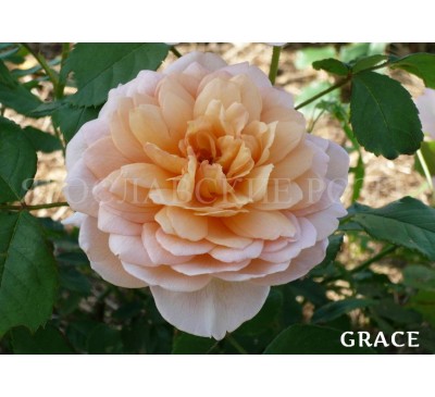 Роза Grace 