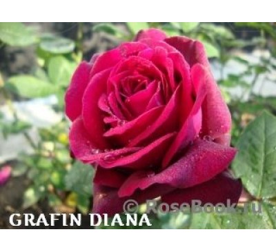 Роза Gräfin Diana 