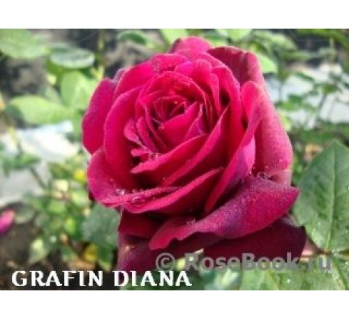 Роза Gräfin Diana 