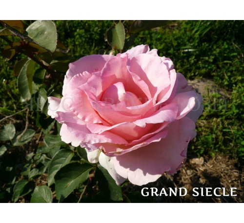 Роза Grand Siecle 