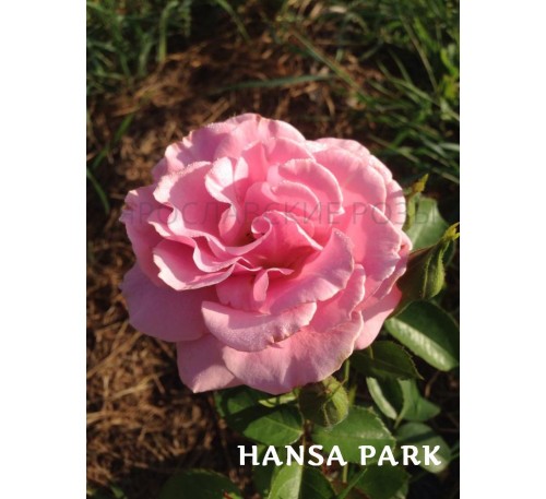 Роза Hansa Park