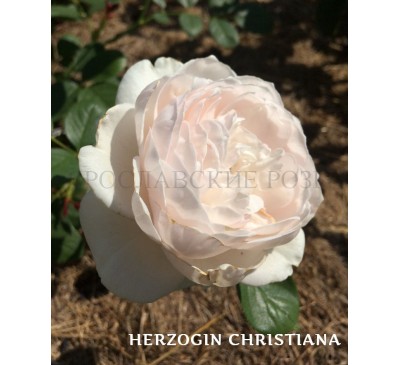 Роза Herzogin Christiana 