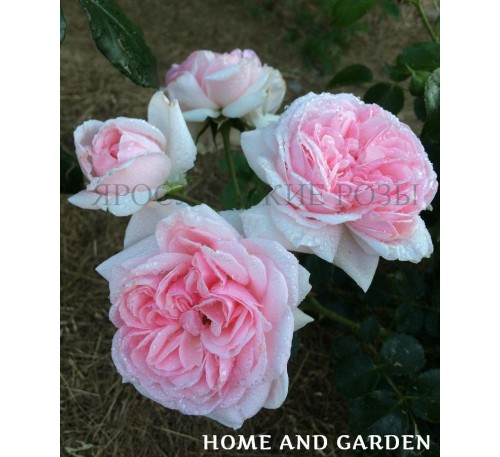 Роза Home & Garden