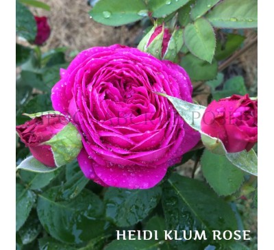 Роза Heidi Klum Rose