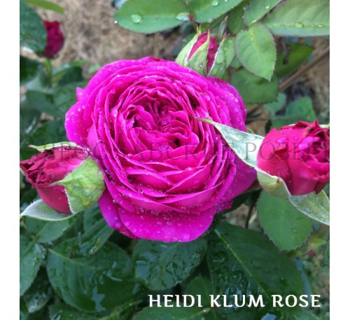 Роза Heidi Klum Rose