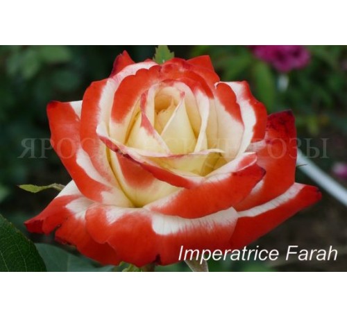 Роза Imperatrice Farah