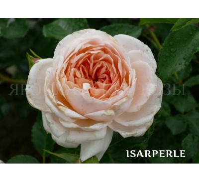 Роза Isarperle