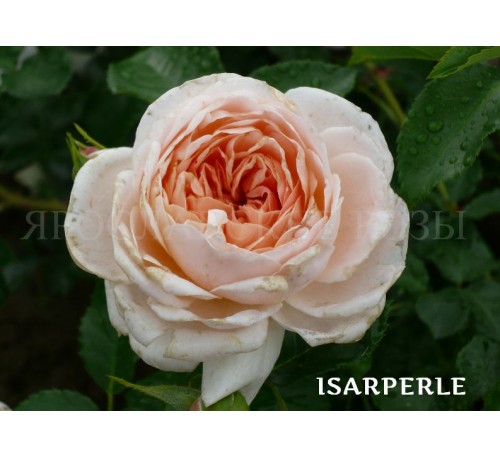 Роза Isarperle