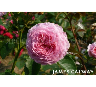 Роза James Galway 