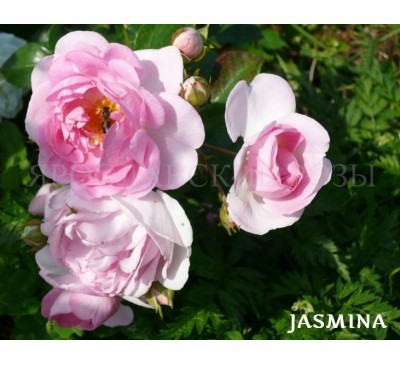 Роза Jasmina