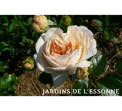 Роза Jardins de l’Essonne