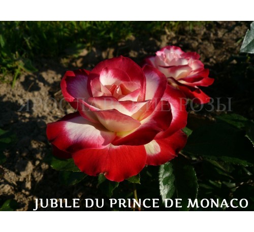 Роза Jubile du Prince de Monaco