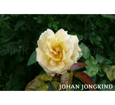 Роза Johan Jongkind 