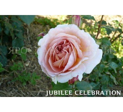 Роза Jubilee Celebration 