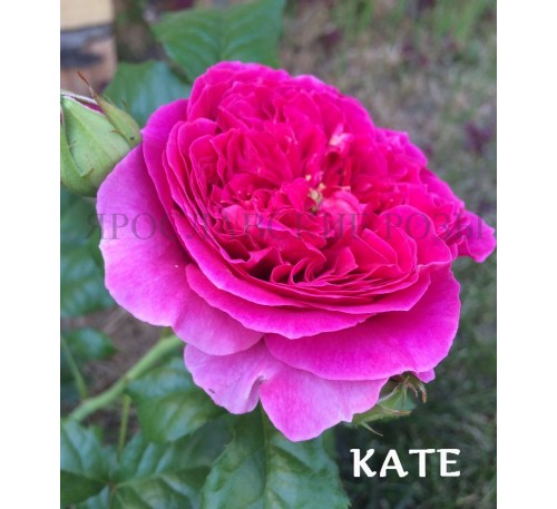 Роза Kate