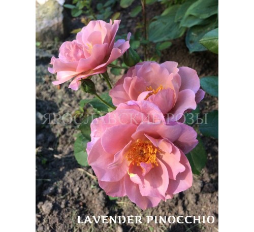 Роза Lavender Pinocchio 