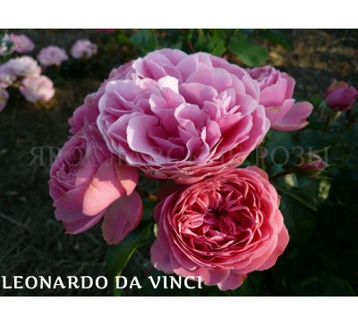 Роза Leonardo da Vinci 