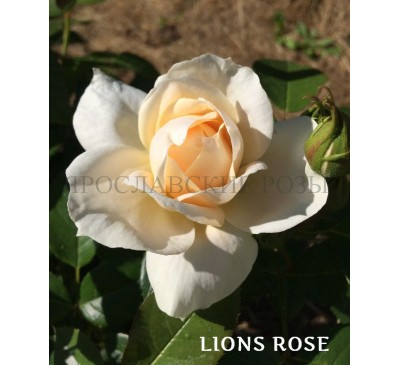 Роза Lions Rose