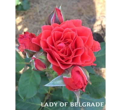 Роза Lady of Belgrade