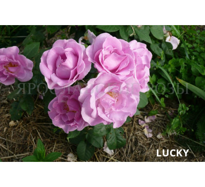 Роза Lucky