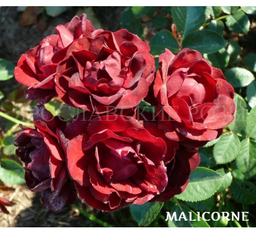 Роза Malicorne 