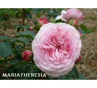 Роза Mariatheresia 