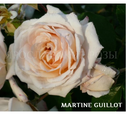 Роза Martine Guillot