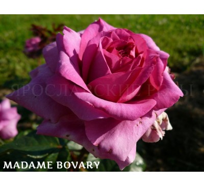Роза Madame Bovary 