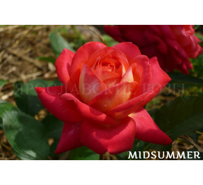 Роза Midsummer 