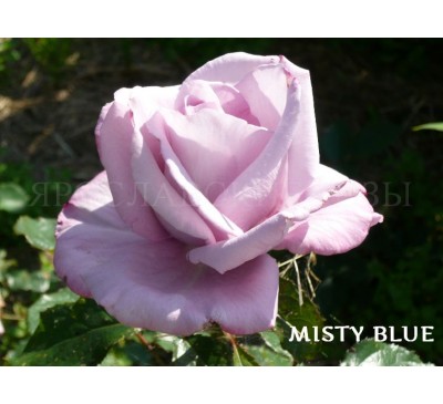 Роза Misty Blue 