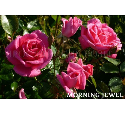 Роза Morning Jewel