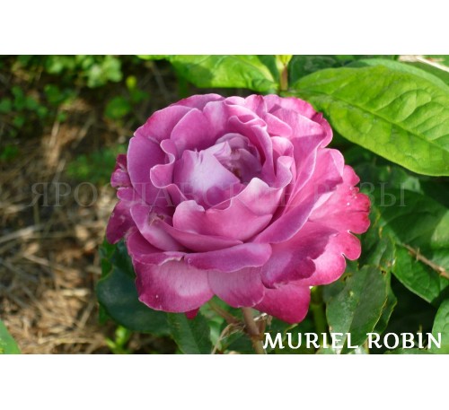 Роза Muriel Robin 