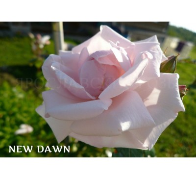Роза New Dawn 
