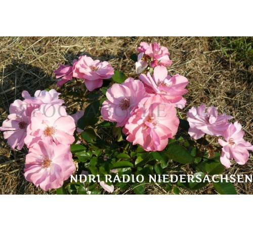 Роза NDR1 Radio Niedersachsen 