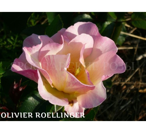 Роза Olivier Roellinger