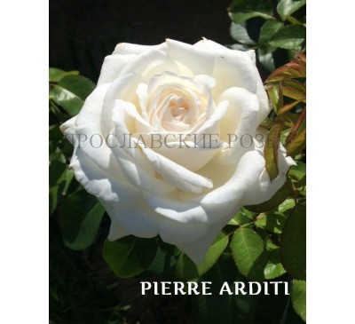 Роза Pierre Arditi