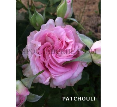 Роза Patchouli