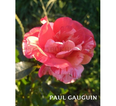 Роза Paul Gauguin 