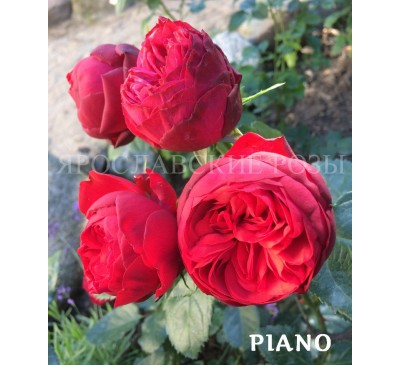 Роза Piano