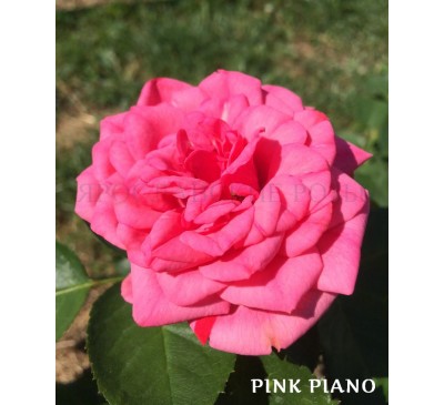 Роза Pink Piano 