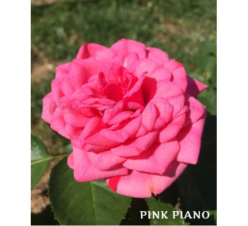 Роза Pink Piano 