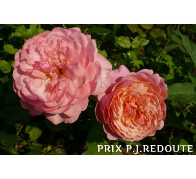 Роза Prix P.J. Redoute 