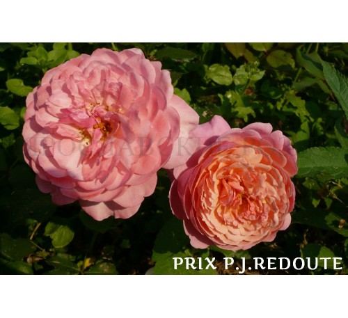 Роза Prix P.J. Redoute 