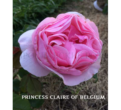 Роза Princess Claire of Belgium