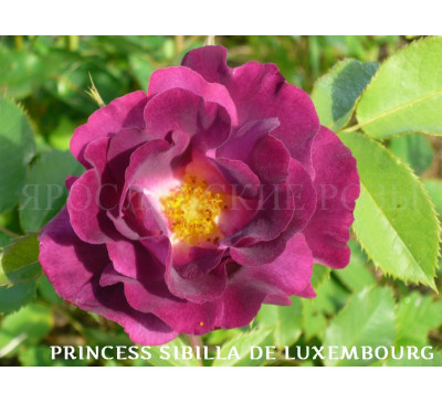 Роза Princess Sibilla de Luxembourg 