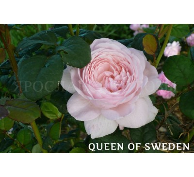 Роза Queen of Sweden