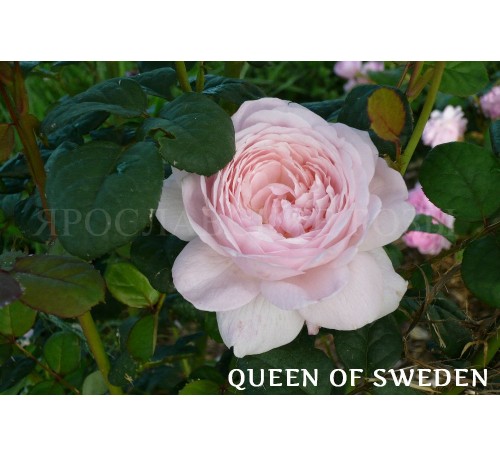 Роза Queen of Sweden
