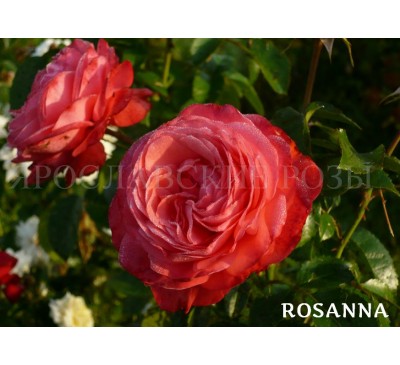 Роза Rosanna